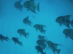 "Shadows Over The Sand" Spadefish sailing over the sand a... by Steven Anderson 